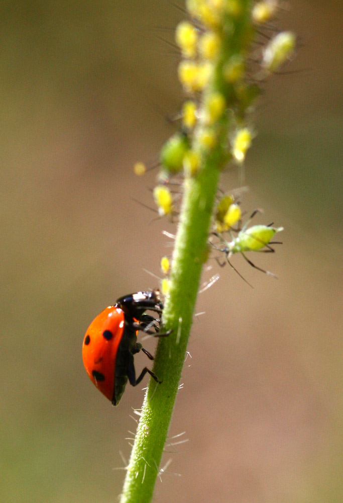 Coccinelle a faim!