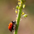 Coccinelle a faim!