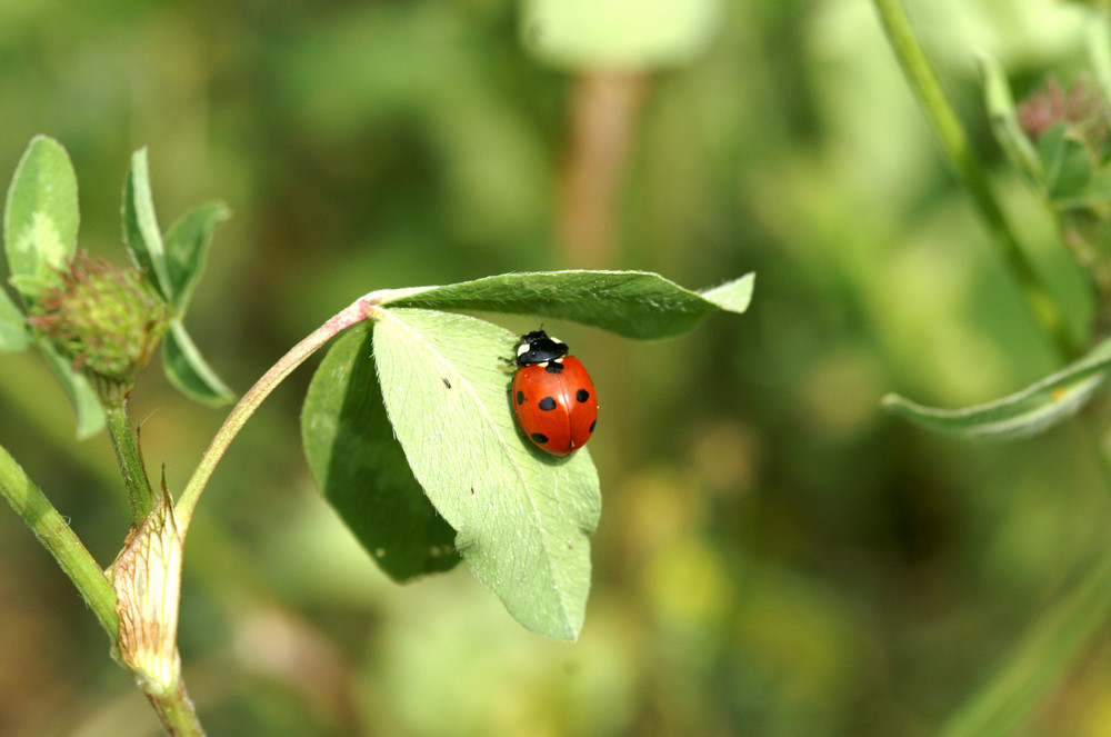 coccinelle a sept point