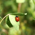 coccinelle a sept point