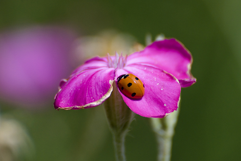 Coccinelle à sept points, Coccinella septempunctata, sur une Coquelourde des jardins, Paris, France