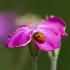 Coccinelle à sept points, Coccinella septempunctata, sur une Coquelourde des jardins, Paris, France