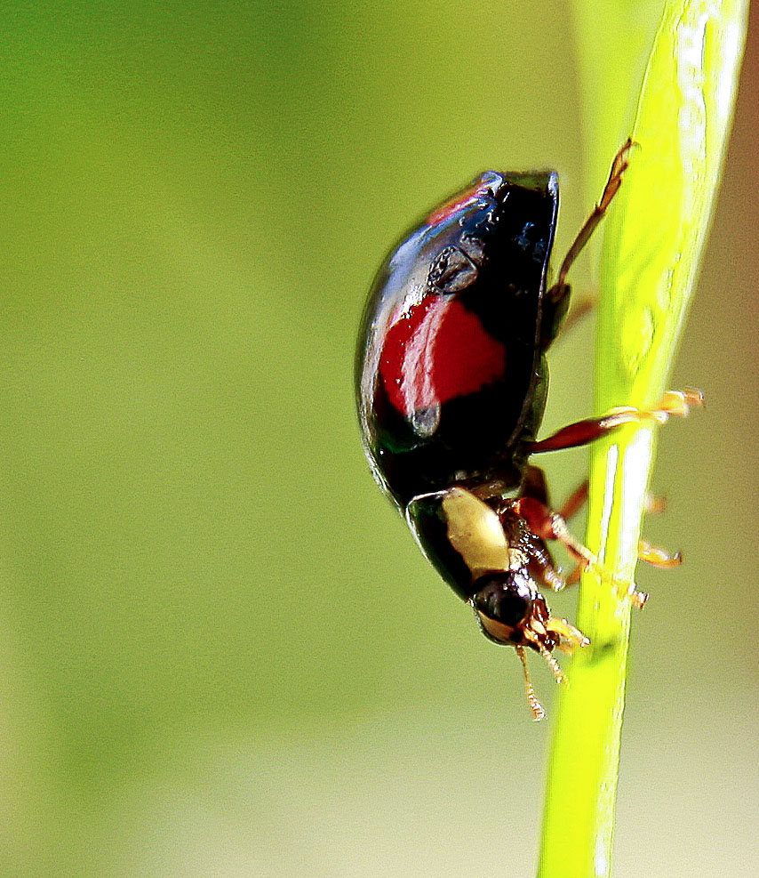 Coccinelle