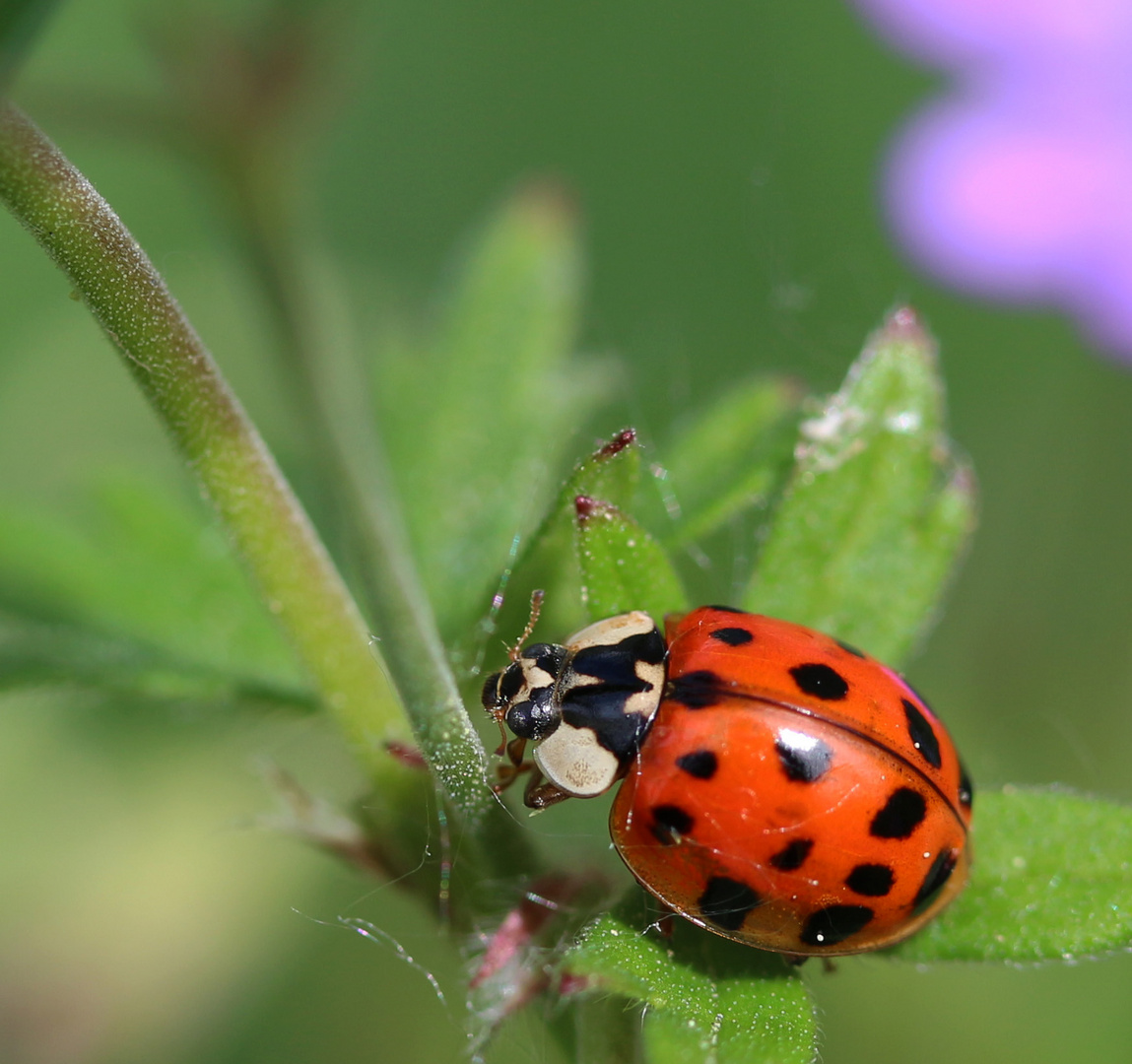 COCCINELLE