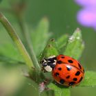 COCCINELLE