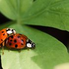 Coccinelle