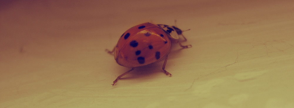 Coccinelle.