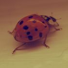 Coccinelle.