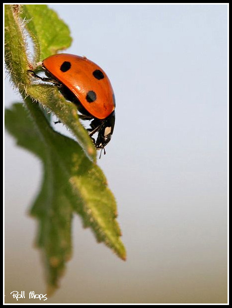 Coccinelle...