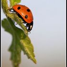 Coccinelle...