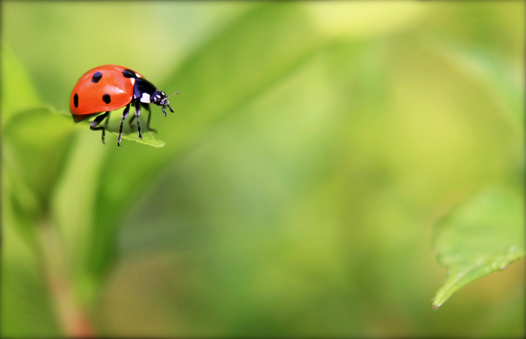 coccinelle