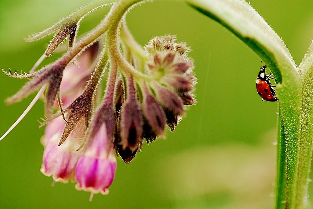 Coccinelle après la pluie.