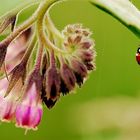 Coccinelle après la pluie.