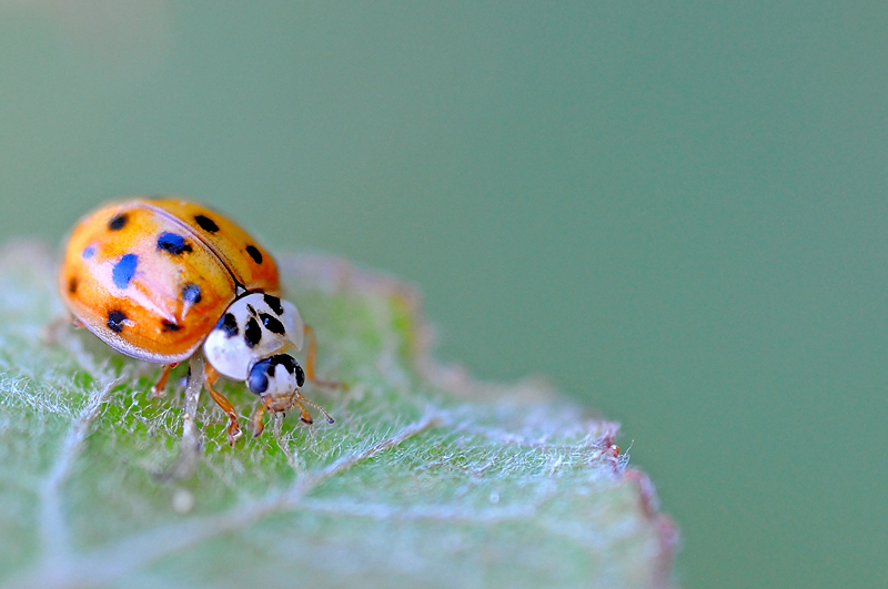 Coccinelle Asiatique