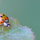 Coccinelle Asiatique