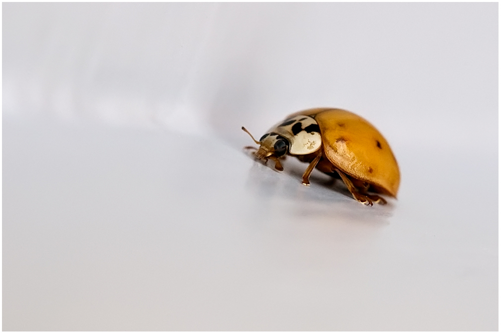 Coccinelle asiatique