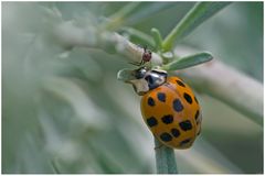 Coccinelle asiatique et puceron