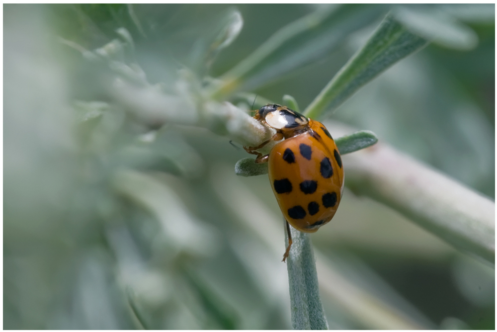 Coccinelle asiatique et puceron (fin de la faim)