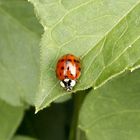 Coccinelle Asiatique