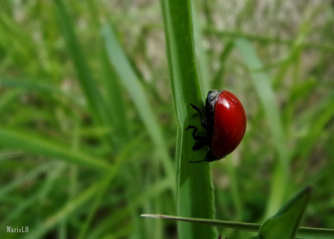 Coccinelle asiatique (Harmonia axyridis)