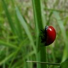 Coccinelle asiatique (Harmonia axyridis)