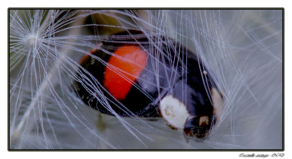 Coccinelle asiatique - Harmonia axyridis