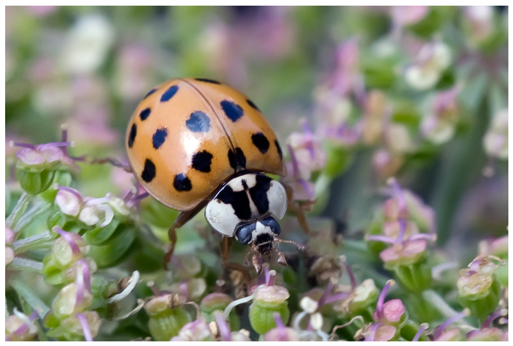 Coccinelle asiatique (Harmonia axyridis)