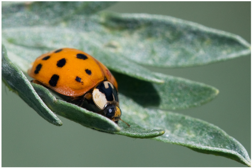 Coccinelle asiatique sur Armoise