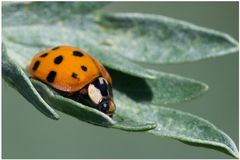 Coccinelle asiatique sur Armoise