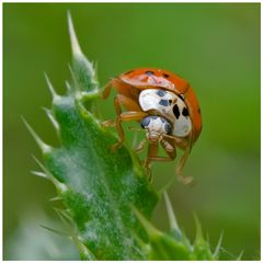 Coccinelle asiatique sur chardon