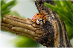 Coccinelle asiatique sur mélèze