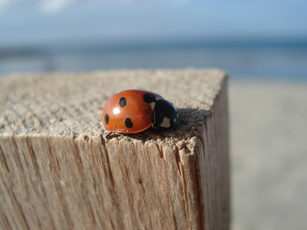 Coccinelle attend sa copine...