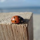 Coccinelle attend sa copine...