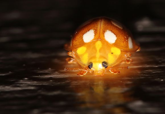 Coccinelle au plafond