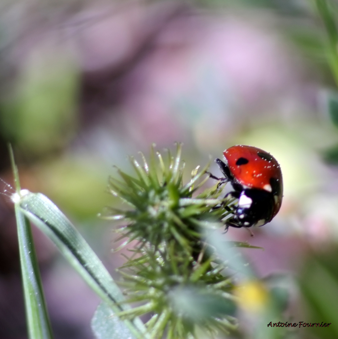 coccinelle au travail