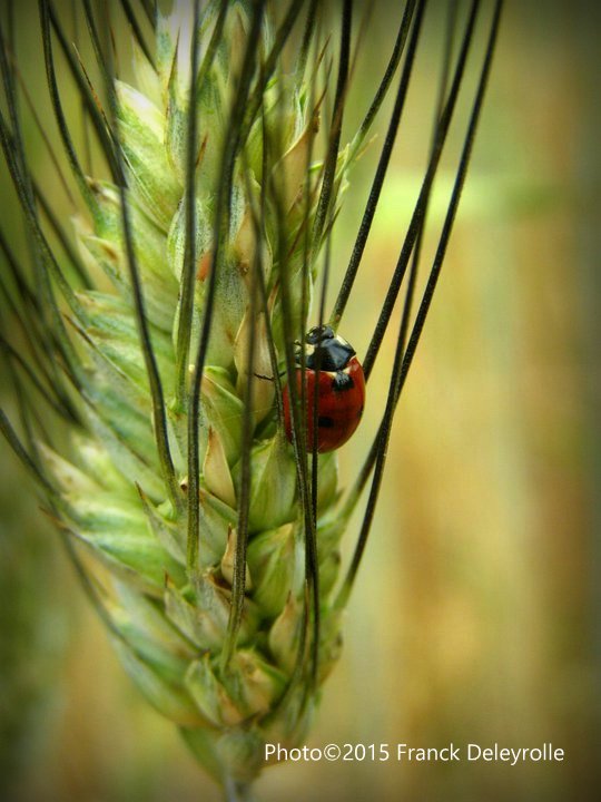 Coccinelle aux environs de Gordes (Vaucluse)