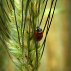 Coccinelle aux environs de Gordes (Vaucluse)