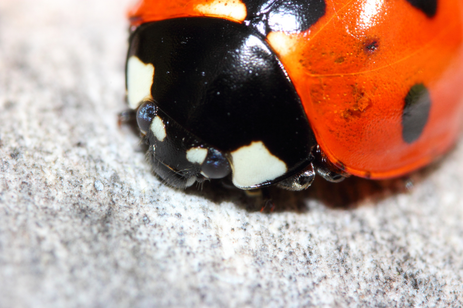 Coccinelle