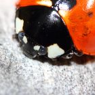 Coccinelle