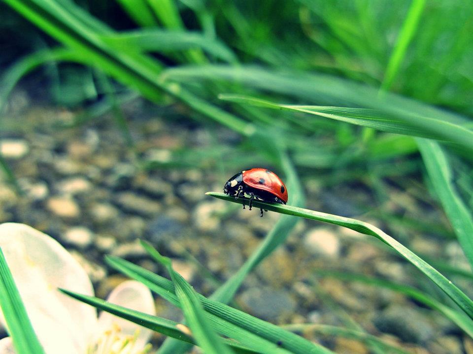 Coccinelle