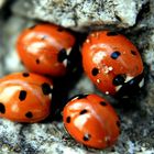 coccinelle