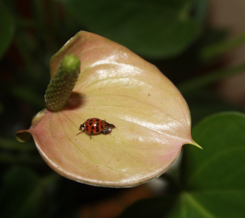 Coccinelle belle voilette..............