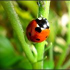 Coccinelle