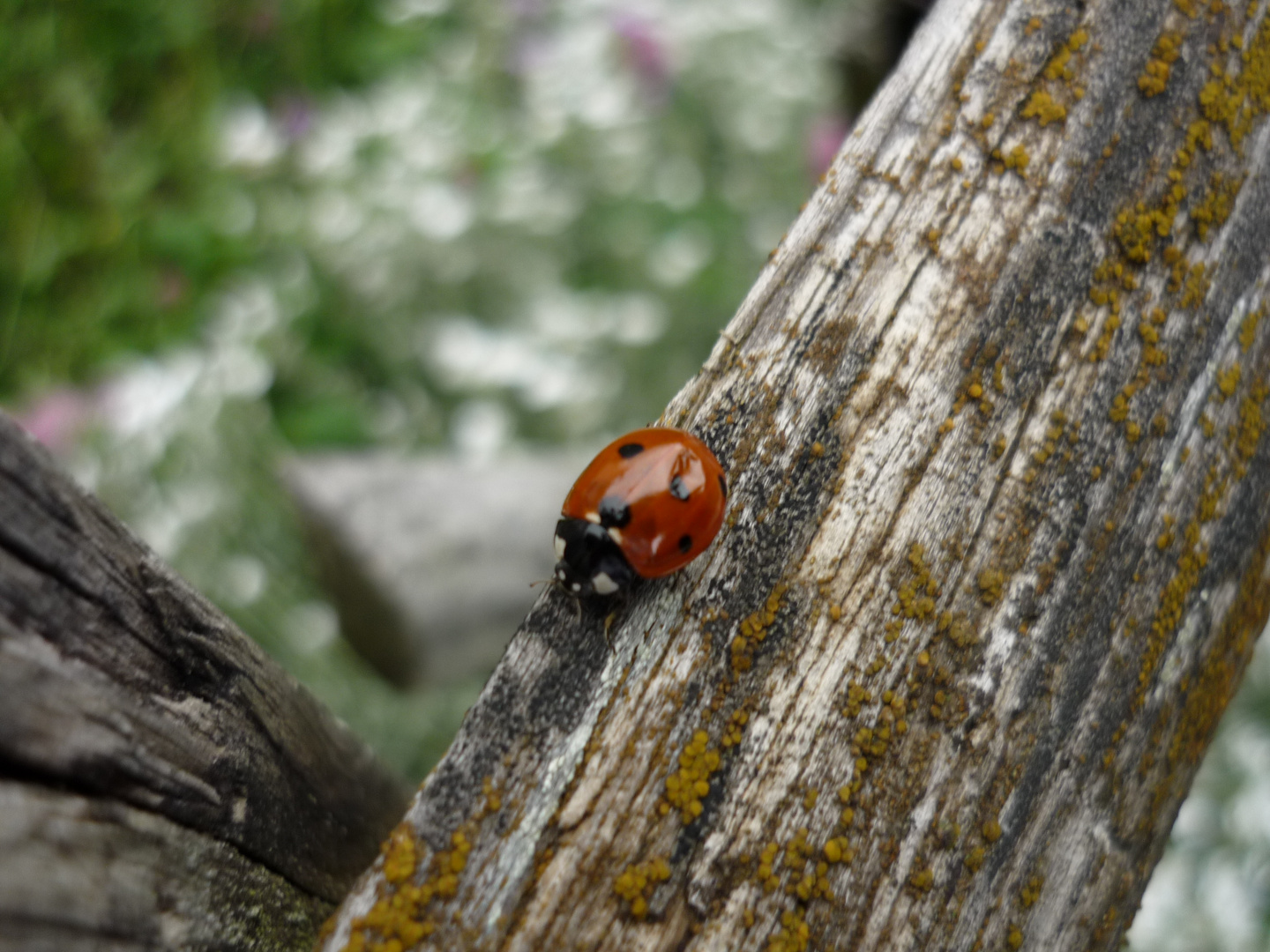 Coccinelle bossue ou trouée comme vous voulez...