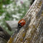 Coccinelle bossue ou trouée comme vous voulez...