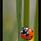 Coccinelle