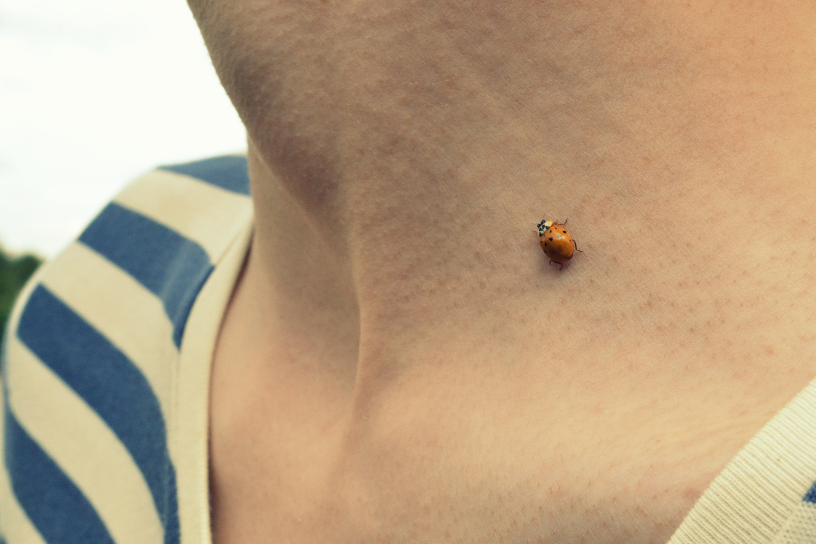 Coccinelle