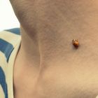 Coccinelle