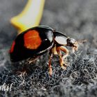 coccinelle