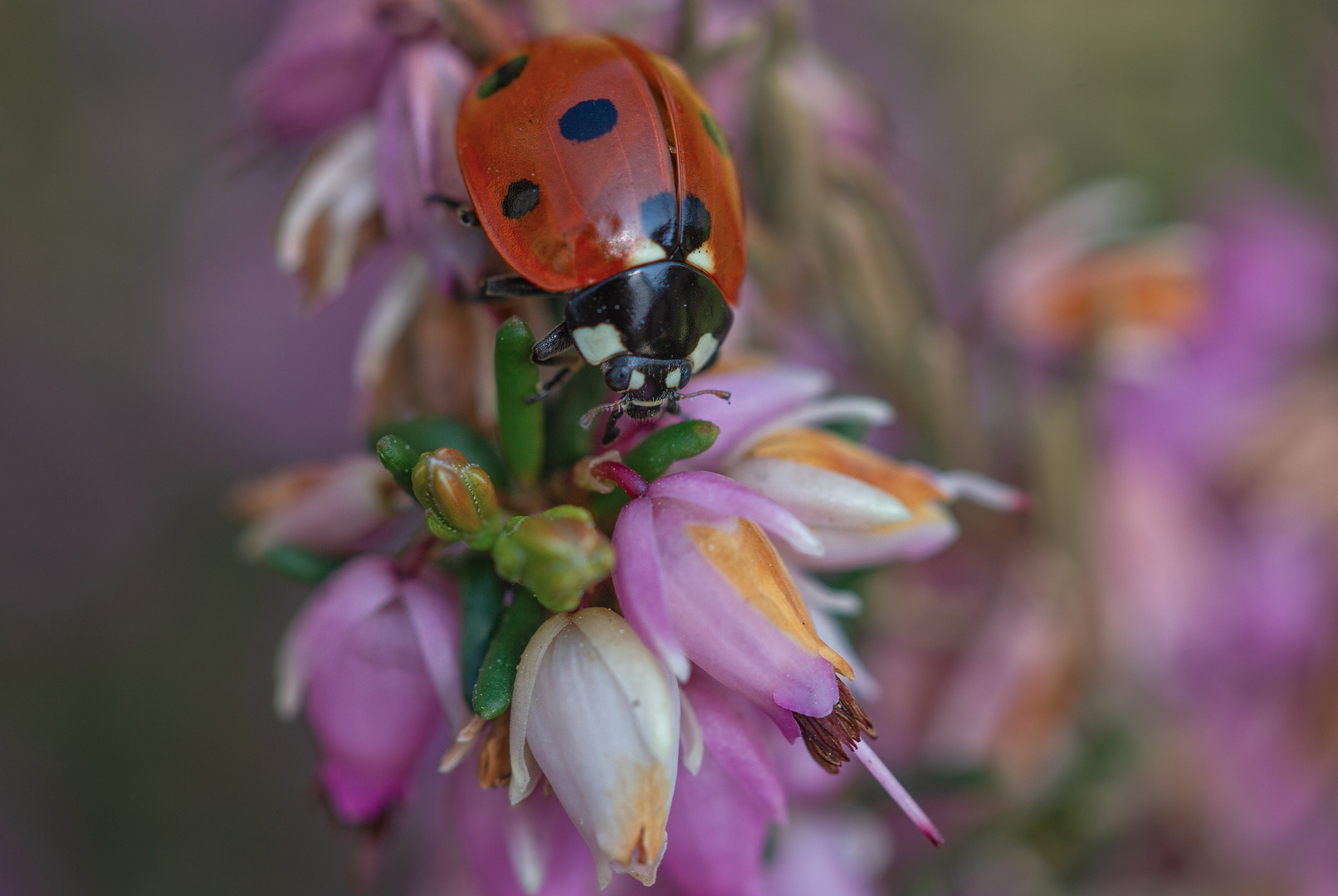  Coccinelle . 